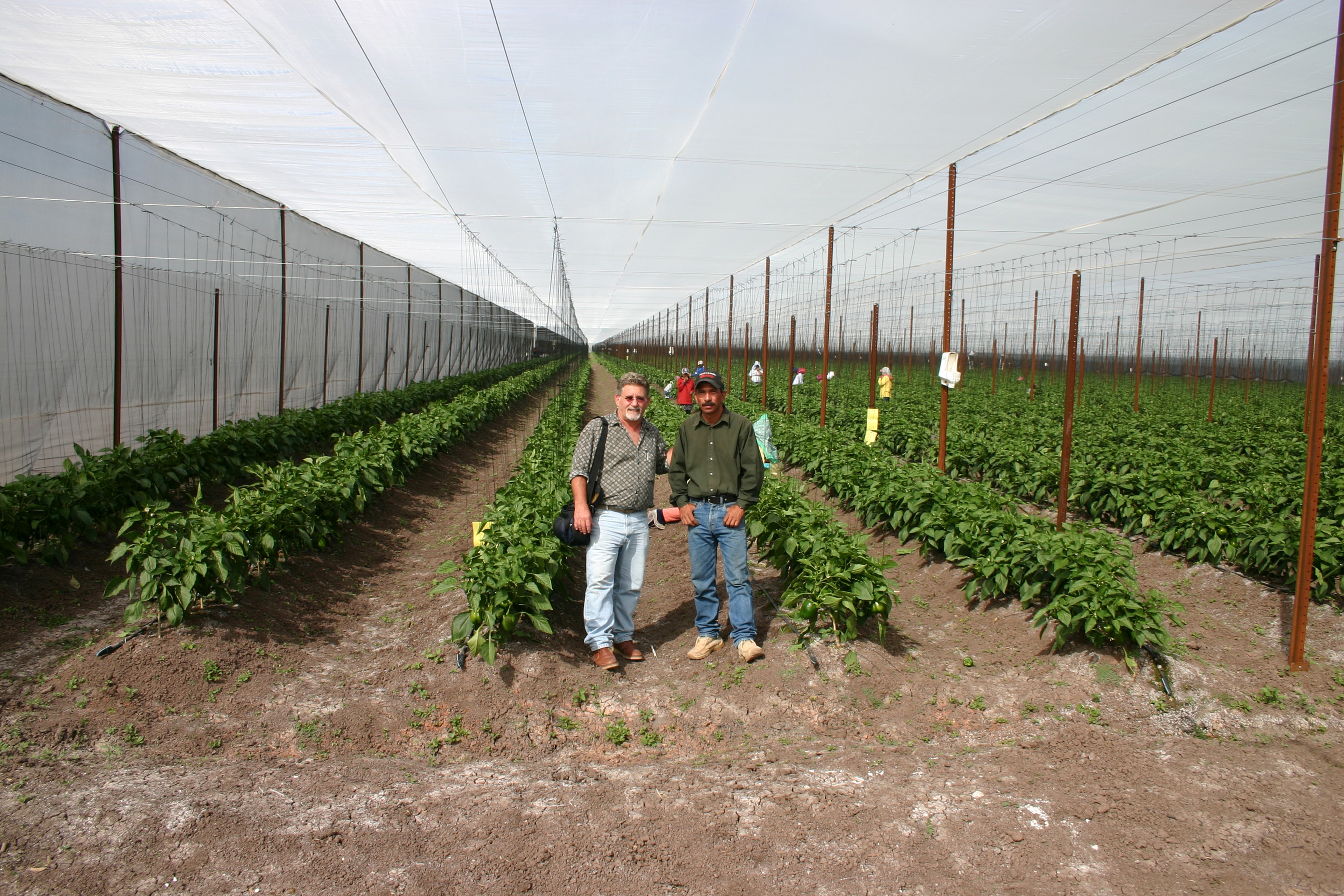 Consulting on-site — Peppers Grown Under Screen Structure.